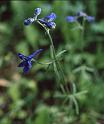 ES17 - Nuttalls Larkspur